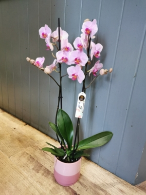 Pink Phalaenopsis Orchid in Ceramic Pot